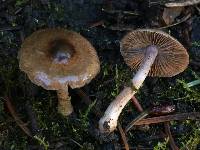 Inocybe griseolilacina image