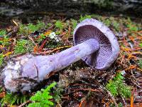 Image of Cortinarius occidentalis