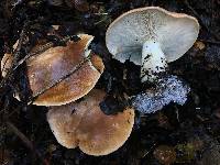 Leucopaxillus gentianeus image