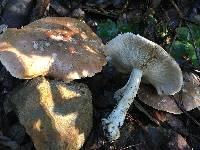 Leucopaxillus gentianeus image