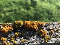 Xanthoria parietina var. parietina image