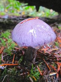 Cortinarius occidentalis image