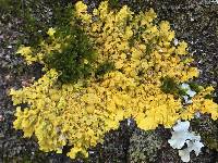 Xanthoria parietina var. parietina image