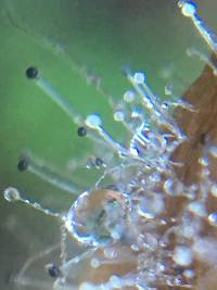 Spinellus fusiger image