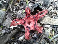 Clathrus archeri image