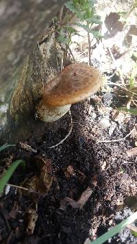 Polyporus squamosus image