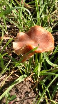 Tubaria furfuracea image