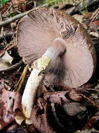 Agaricus augustus image