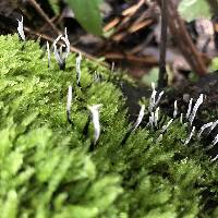 Xylaria hypoxylon image