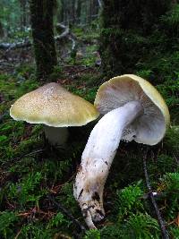 Image of Tricholoma intermedium