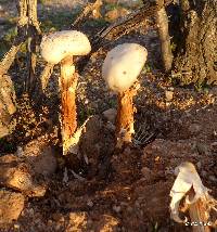 Battarrea phalloides image