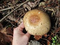 Agaricus augustus image