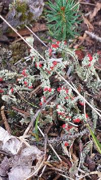 Cladonia cristatella image