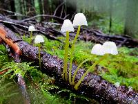 Mycena epipterygia image