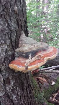 Fomitopsis pinicola image