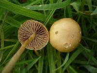 Agrocybe pediades image