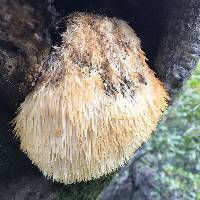 Hericium erinaceus image