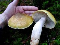 Tricholoma intermedium image