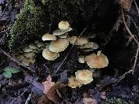 Hypholoma fasciculare image