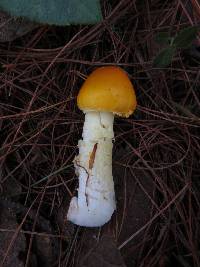 Amanita flavoconia image