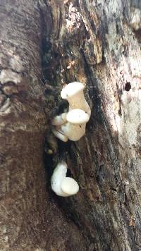 Pleurotus dryinus image