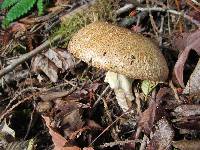 Agaricus augustus image