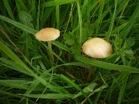 Agrocybe pediades image