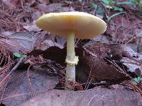 Amanita flavoconia image