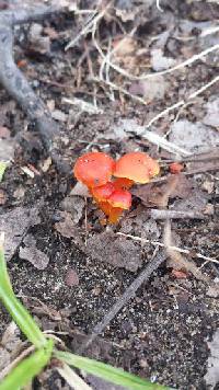 Hygrocybe coccinea image