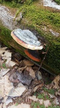 Fomitopsis pinicola image