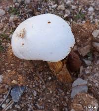 Battarrea phalloides image