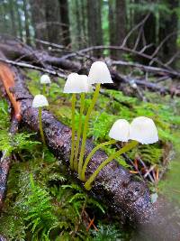 Mycena epipterygia image