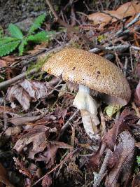 Agaricus augustus image