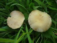 Agrocybe pediades image