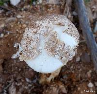 Battarrea phalloides image