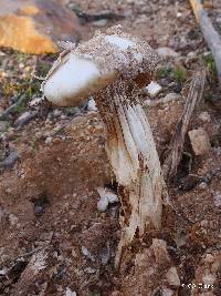 Battarrea phalloides image