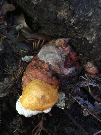 Fomitopsis pinicola image