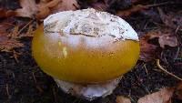 Amanita calyptroderma image