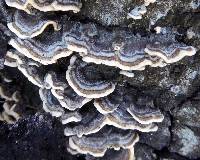 Trametes versicolor image