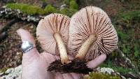 Pluteus cervinus image