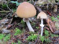 Psathyrella longistriata image