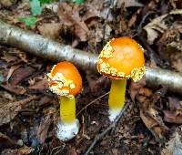 Amanita flavoconia image