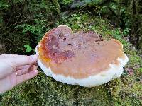 Ganoderma oregonense image