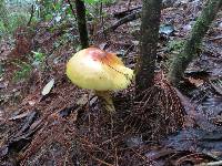 Amanita yema image