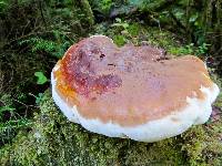 Ganoderma oregonense image