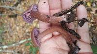 Laccaria amethysteo-occidentalis image