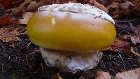 Amanita calyptroderma image