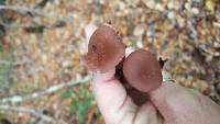 Laccaria amethysteo-occidentalis image