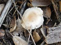 Marasmius albogriseus image