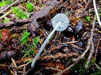 Mycena amicta image